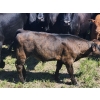 Image 18 : Wunder Farms - 550# October Delivery Steer Calves - 50 Head (Foam Lake, SK)
