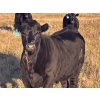 Image 18 : Jordan & Kelli Hoopfer - 660# November Delivery Steer Calves - 90 Head (Gadsby, AB)
