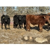 Image 5 : Reid Ranching Cremona - 690# January Delivery Steers - 90 Head (Cremona, AB)
