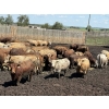 Image 4 : Lesher Lane Enterprises - 910# June/July Delivery Heifers - 204 Head (Lacombe, AB)