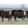 Image 2 : Jason & Kevin Szymanek - 950# December Delivery Weaned Steers - 130 Head (Stauffer, AB)