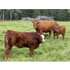Image 4 : Les & Sharlene Bjorge - 540# October Delivery Heifer Calves - 35 Head (Eckville, AB)