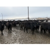 Image 2 : Bear Canyon Colony - 20 November Delivery BBF/BWF Angus X Bred Heifers (Cherry Point, AB)