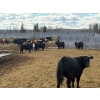 Image 5 : Moore Ranching - 800# May Delivery Heifers - 101 Head (Loon Lake, SK)