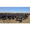 Image 4 : Amber Mountain Farms - 640# May Delivery Heifers - 205 Head (Vauxhall, AB)