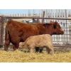 Image 7 : Wacoalty Enterprises Inc. - 25 Red Angus X Simm Pairs (Kipling, SK)