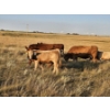Image 7 : Bruce & Derek Christensen - 720# November Delivery Steer Calves - 80 Head (Rainier, AB)