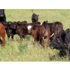 Image 3 : Johnson Livestock - 34 Exotic X Cow/Calf Pairs (Peebles, SK)