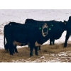 Image 5 : MG Cattle Co. Ltd. - 43 Oct/Nov Delivery Black/BBF Simm X Angus 2nd Calvers (Sangudo, AB)