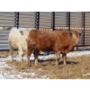 Image 6 : Winn Man Farms - 750# March Delivery Steers - 160 Head (Winnipegosis, MB)