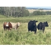 Image 5 : John Bland - 975# September Delivery Grass Heifers - 120 Head (Rimbey, AB)