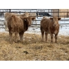 Image 8 : Winn Man Farms - 720# March Delivery Heifers - 254 Head (Winnipegosis, MB)