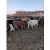 Image 2 : Rice Farms - 950# January Delivery Steers - 125 Head (Lacombe, AB)