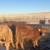 Image 3 : Hawk Ranching - 900# February Weaned Steers - 70 Head (Nanton, AB)