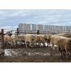 Image 3 : Lowe Ranches - 698# December Delivery Weaned Steers - 92 Head (Nanton, AB)