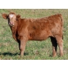 Image 10 : Johnson Livestock - 670# December Weaned Heifers - 90 Head (Peebles, SK) VBP+