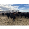 Image 3 : Lowe Ranches - 706# March Delivery Heifers - 54 Head (Nanton, AB)