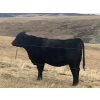 Image 6 : One Mile Ranch - 13 Black Angus Spring Calving Bred Heifers (Cowley, AB)