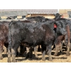 Image 5 : 9X Enterprises - 20 Black Simm/Angus X Replacement Heifers (Millicent, AB)
