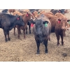Image 3 : Lazy B Farm & Ranch - 975# Aug/Sept Delivery Heifers - 100 Head (Linden, AB)