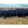 Image 2 : Zuchkan Farms Land & Livestock Ltd. - 50 Black Angus April/May Calving Bred Heifers (Foam Lake, SK)