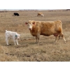 Image 12 : Cole Herold - 30 Cow/Calf Pairs (Montmarte, SK)