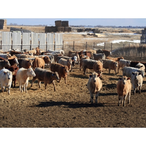 Barfus Farms - 810# April Delivery Heifers - 172 Head (Raymond, AB)