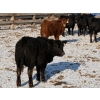 Image 8 : Lazy J Cattle Co. - 675# February Delivery Heifers - 78 Head (Gem, AB)