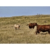 Image 5 : Logan Brothers (Rod, Barry & Bruce) - 615# October Delivery Heifer Calves - 80 Head (Oyen, AB)