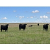 Image 6 : T - T Ranch - 990# September Delivery Grass Steers - 63 Head (Maple Creek, SK)