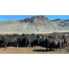 Image 3 : Stump Lake Ranch - 880# April Delivery Heifers - 69 Head (Cache Creek, BC) *ADDED LOT*
