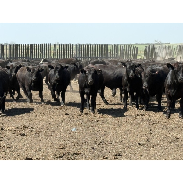 Hegedys Ranching - 1175# August Delivery Steers - 190 Head (Acme, AB)