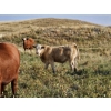 Image 4 : Logan Brothers (Rod, Barry & Bruce) - 630# October Delivery Steer Calves - 85 Head (Oyen, AB)