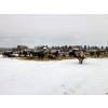 Image 2 : Merrick Campbell Herd Dispersal - 40 6, 7 & 8 Year-Old Bred Cows (Calahoo, AB) VBP+