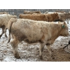 Image 6 : Strickland Farms - 825# February Delivery Steers - 66 Head (Corrine, SK)