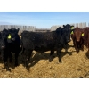 Image 7 : Van Hall Cattle Co. - 980# April Delivery Steers - 120 Head (Scandia, AB)
