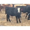 Image 3 : JDC AG - 900# August Delivery Heifers - 180 Head (Yorkton, SK)