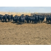 Image 4 : M.S. MacLean Livestock - 1020# May Delivery Steers - 65 Head (Coaldale, AB)