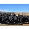 Image 9 : Downie Lake Colony - 860# March Delivery Heifers - 350 Head (Maple Creek, SK)