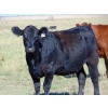 Image 2 : Scott & Gail Sapergia - 20 Black March/April Calving Bred Heifers (Hays, AB)