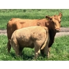 Image 9 : MacMillan Farming Co. - 575# July Delivery Steer Calves - 210 Head (Cayley, AB) VBP+