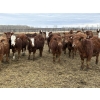 Image 2 : Cunningham Cattle Co. - 875# February Delivery Heifers - 180 Head (Sundre, AB)