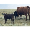 Image 2 : Brad & Sandy Lockhart - 490# October Delivery Steer Calves - 110 Head (Big Stone, AB)