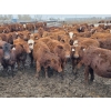 Image 2 : Ripple Rock Ranch - 820# January Delivery Steers - 180 Head (Fincastle, AB)