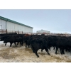 Image 5 : Riverview Farming Co. - 875# March Delivery Steers - 70 Head (Saskatoon, SK)