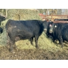 Image 1 : Baintree Angus - 29 Open Cows (Sundre, AB)