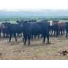 Image 4 : Turtleview Livestock - 850# June Delivery Heifers - 68 Head (Goodlands, MB) VBP+