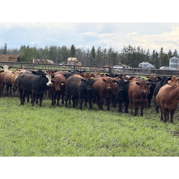 Bruce & Judy Dickson - 943# June Delivery Steers - 63 Head (Leslieville, AB)