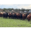 Image 1 : Bruce & Judy Dickson - 943# June Delivery Steers - 63 Head (Leslieville, AB)