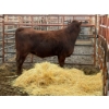 Image 2 : D6 Cattle Farm - 1 Heifer (Pen 413)